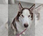 Small Siberian Husky