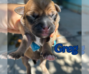 Chug Dogs for adoption in San Diego , CA, USA