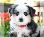 Small #3 Miniature Australian Shepherd