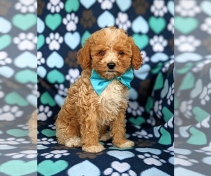 Poodle (Miniature) Puppy for sale in HOLTWOOD, PA, USA