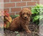 Small Photo #3 Labradoodle-Poodle (Miniature) Mix Puppy For Sale in NEW PROVIDENCE, PA, USA