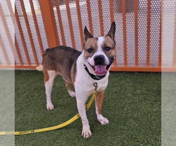 Medium Photo #2 Mutt Puppy For Sale in Las Vegas, NV, USA