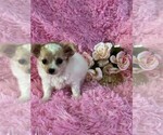 Small #16 Chihuahua