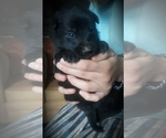 Small Photo #3 Border Collie-Norwegian Elkhound Mix Puppy For Sale in CHATFIELD, MN, USA