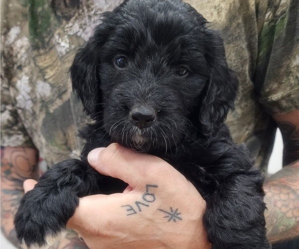 Medium Photo #1 Bernedoodle Puppy For Sale in WACO, TX, USA