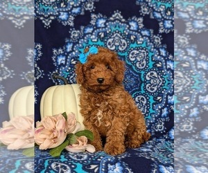 Goldendoodle (Miniature) Puppy for sale in COCHRANVILLE, PA, USA