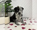 Small #5 Australian Cattle Dog-Miniature Australian Shepherd Mix