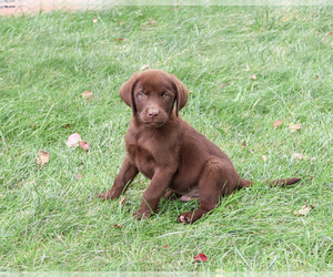 Labrador Retriever Puppy for Sale in SYRACUSE, Indiana USA