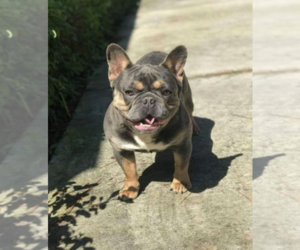 Father of the French Bulldog puppies born on 05/11/2019