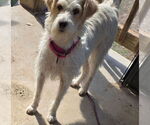 Small #2 Norfolk Terrier Mix