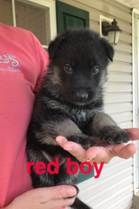 German Shepherd Dog Puppy for sale in LEITCHFIELD, KY, USA