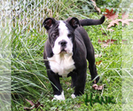 Small Photo #2 Olde English Bulldogge Puppy For Sale in FAIRMONT, WV, USA