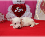 Small Photo #4 Maltese Puppy For Sale in CHANUTE, KS, USA