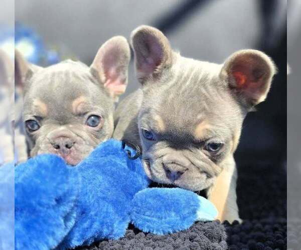 Medium Photo #6 French Bulldog Puppy For Sale in BOSTON, KY, USA
