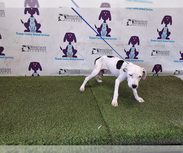 Medium Photo #1 Mutt Puppy For Sale in Orlando, FL, USA