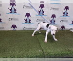 A604439 - Male Mutt Dog for Adoption - Small photo
