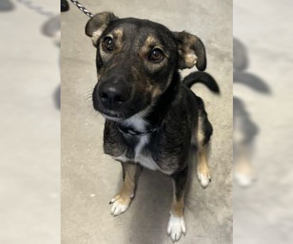 Medium Photo #3 German Shepherd Dog-Unknown Mix Puppy For Sale in Sistersville, WV, USA