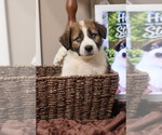 Puppy 10 Aussie Pyrenees