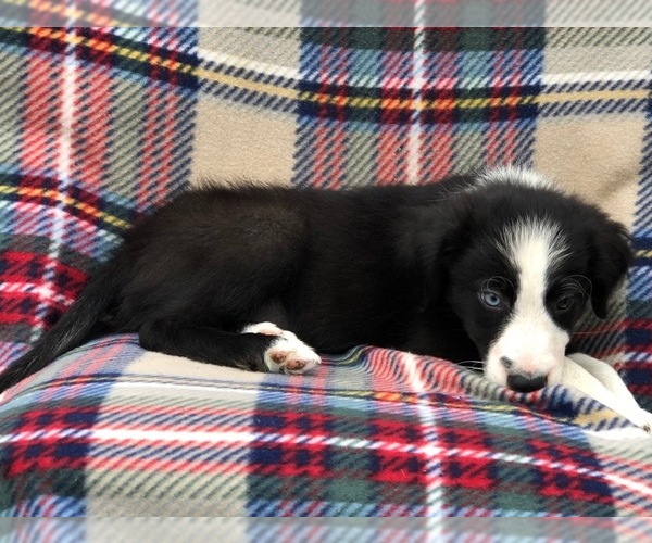 Medium Photo #5 Border Collie Puppy For Sale in CLAY, PA, USA