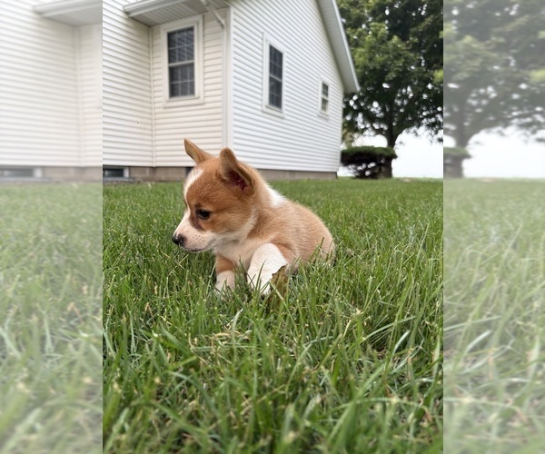 Medium Photo #41 Pembroke Welsh Corgi Puppy For Sale in MILFORD, IN, USA