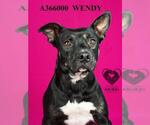 WENDY - Female Mutt Dog for Adoption - Small photo