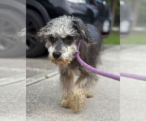 Mutt Dogs for adoption in Virginia Beach, VA, USA