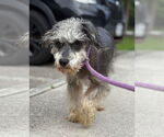 Small Mutt