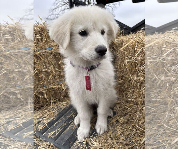 Medium Photo #6 Great Pyrenees Puppy For Sale in Spring, TX, USA
