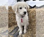 Small #5 Great Pyrenees