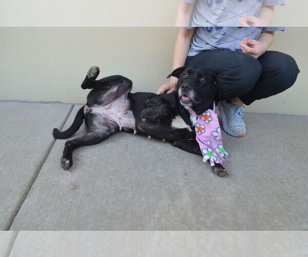 Medium Photo #2 Labrador Retriever-Unknown Mix Puppy For Sale in McKinney, TX, USA