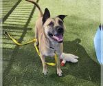 Small #1 German Shepherd Dog Mix