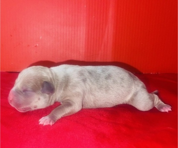 Medium Photo #36 American Bully Puppy For Sale in TRENTON, NJ, USA