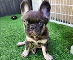 Small Photo #3 French Bulldog Puppy For Sale in LAS VEGAS, NV, USA