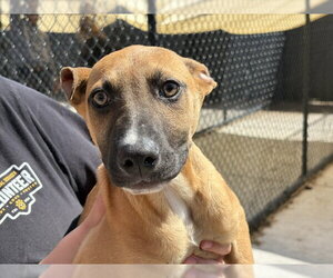 German Shepherd Dog Dogs for adoption in Tulsa, OK, USA