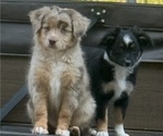 Small #6 Miniature Australian Shepherd