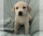 Small #1 Labrador Retriever Mix