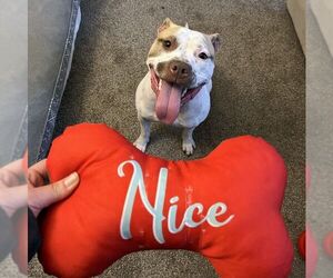 Sandy NJ - Female American Staffordshire Terrier-Unknown Mix Dog for Adoption - Photo #8