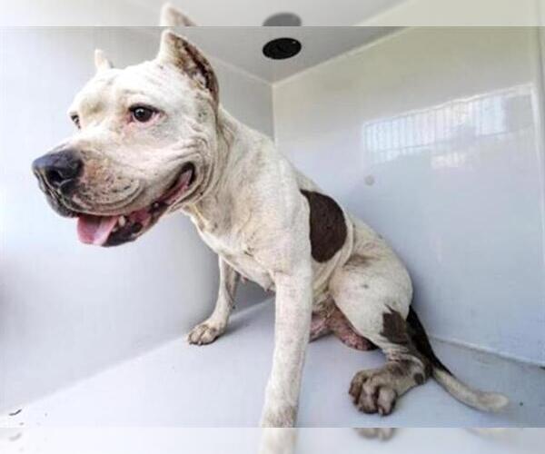 Medium Photo #2 American Pit Bull Terrier-Unknown Mix Puppy For Sale in Houston, TX, USA