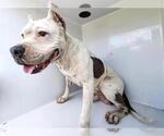 Small #1 American Pit Bull Terrier Mix