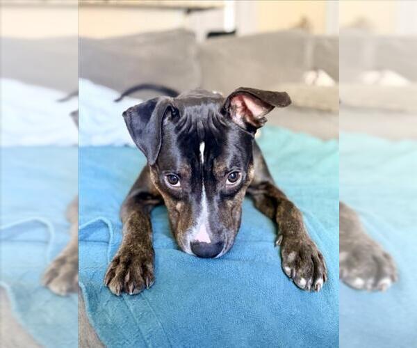 Medium Photo #1 Beagle-Unknown Mix Puppy For Sale in Derwood, MD, USA