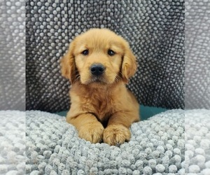 Golden Retriever Puppy for sale in TOLEDO, OH, USA
