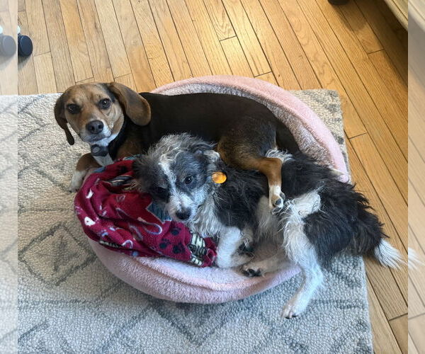 Medium Photo #9 Jack Russell Terrier-Unknown Mix Puppy For Sale in Arlington, VA, USA