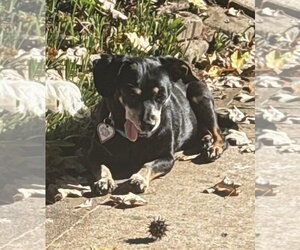 Otto in NC - Male Chiweenie Dog for Adoption - Photo #5