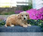 Small #1 Cavachon