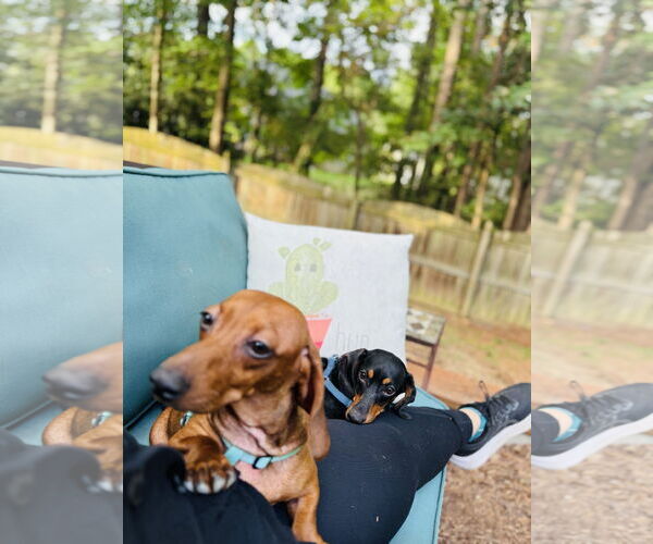 Medium Photo #3 Dachshund Puppy For Sale in York, SC, USA