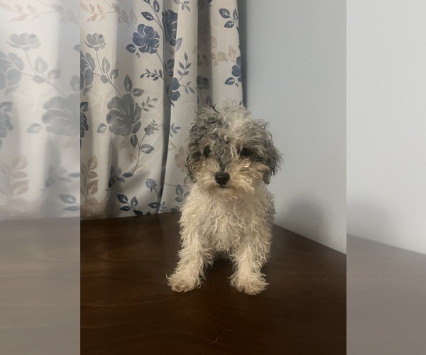 Medium Photo #36 Poodle (Miniature) Puppy For Sale in DURHAM, CT, USA