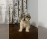 Small #35 Poodle (Miniature)