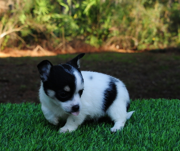 Medium Photo #8 Chiranian Puppy For Sale in SAINT AUGUSTINE, FL, USA
