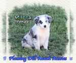 Small #2 Miniature Australian Shepherd