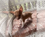 Small #16 Chihuahua